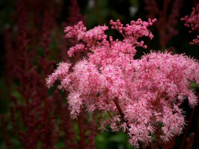 Filipendula Rubra - Medowsweet