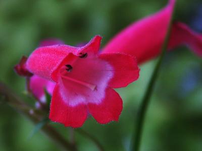 Penstemon - Chester Scarlet