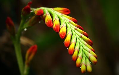 Crocosmia