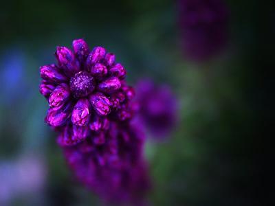Liatris spicata