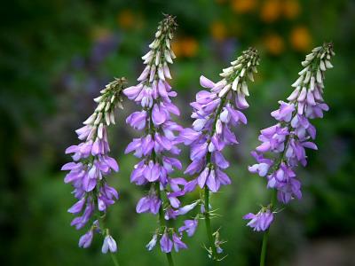 Galega - Goat's Rue