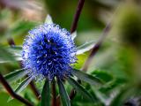Eryngium - Sea Holly