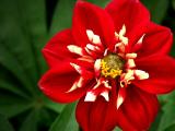 Dahlia