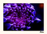 Blooming Dahlia