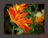 Rudbeckia