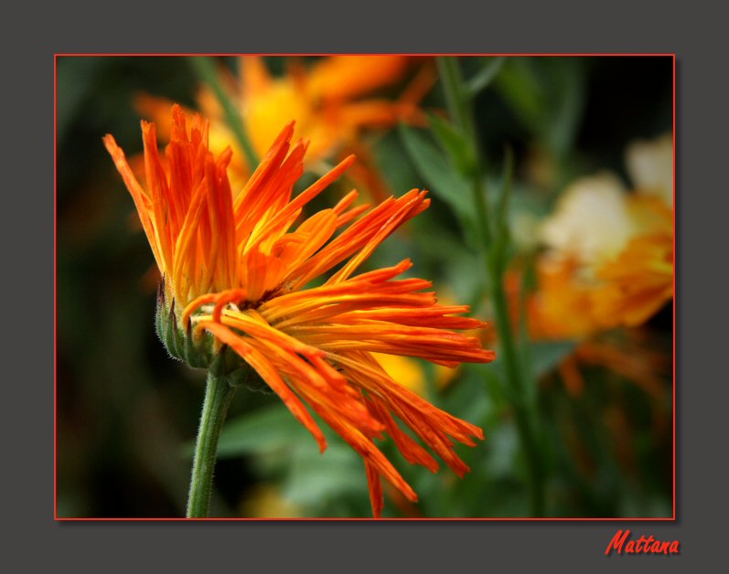 Rudbeckia