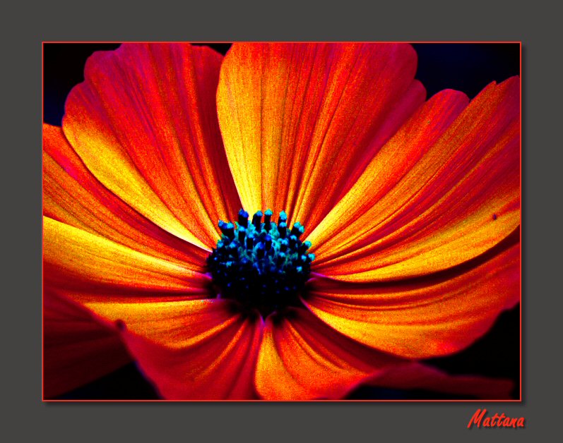 Cosmos