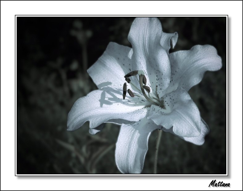 Lily