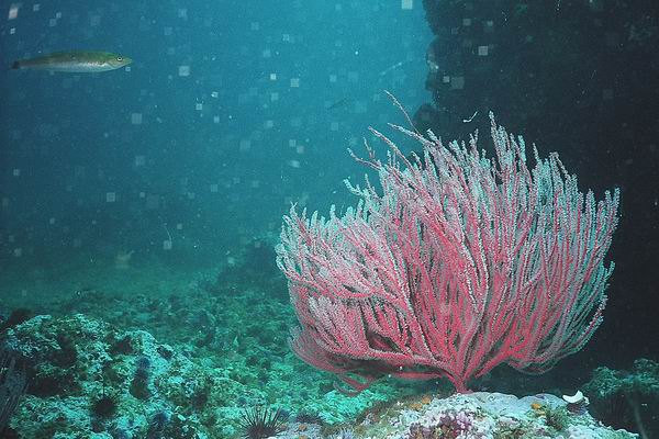 Coral red 1.jpg