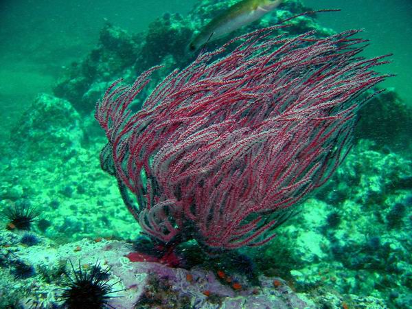 Coral red 2