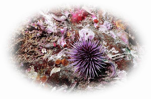 Urchin 2.jpg