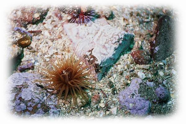 Tube Anemone 1.jpg