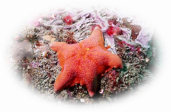 Starfish 2.jpg