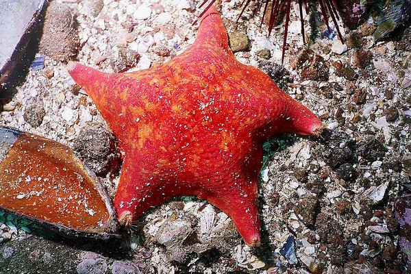 Starfish 1.jpg