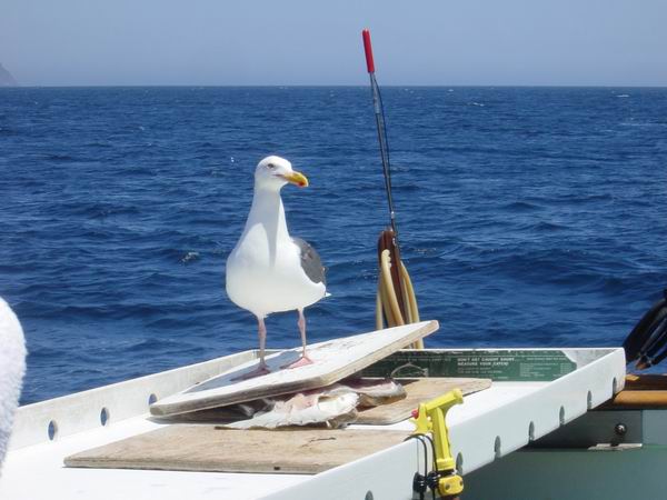 Seagulls 3.JPG