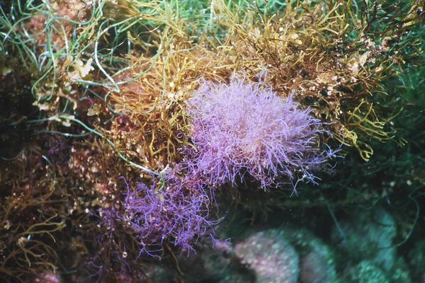 purple seaweed.jpg