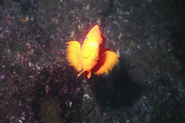 Garibaldi 3.jpg