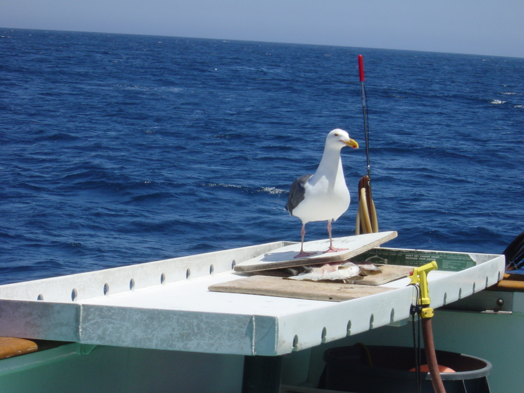 Seagulls 2.JPG