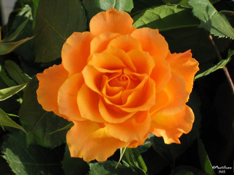 Flowers-Makro-03.jpg