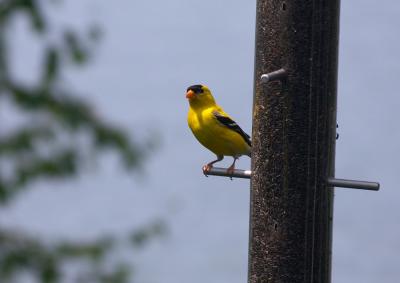 yellow finch