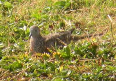 Zebra Dove