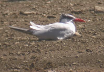 Caspian Tern