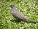 Zebra Dove