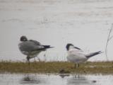 Sandwich Tern