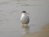 Common Tern