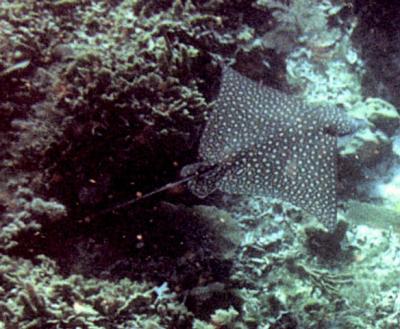 Spotted Eagle Ray