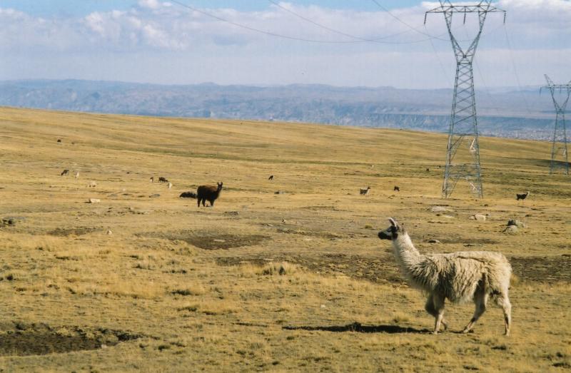 llamas at altiplano