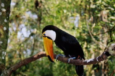 Toucan