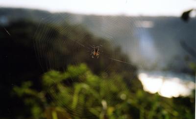 spider's net