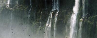 birds flying in front of Iguassu Falls