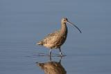 Longbilled Curlew