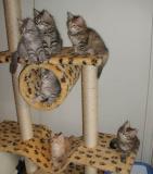 All posing on the cat tree