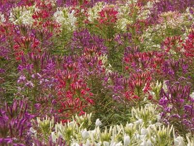 Bed of Flowers