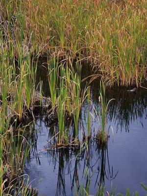 Algonquin Marsh Grass