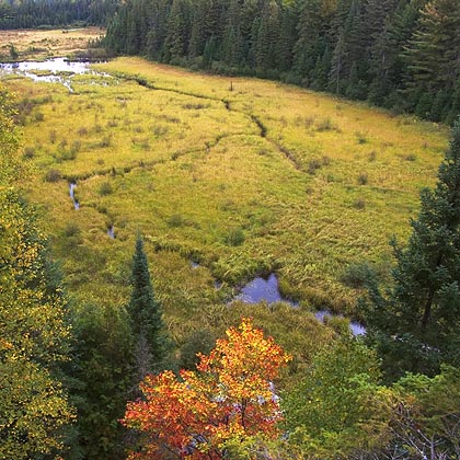 Beaver Pond 5705