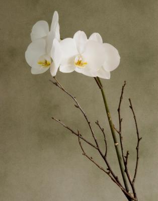 013 Orchid Full