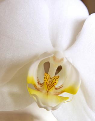 Orchid Close 2040