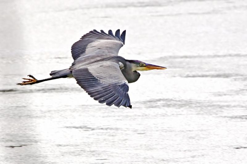 Flying Grey Heron