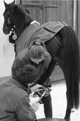 Shoeing a Horse
