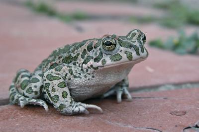 Toad with Camouflage Suit