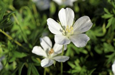 Geranium