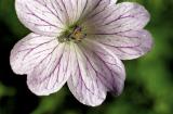 Geranium endressii