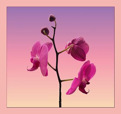 Orchids in Pink