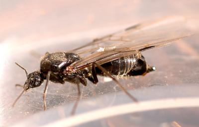 Large flying ant - about size 16. Grace Lake.