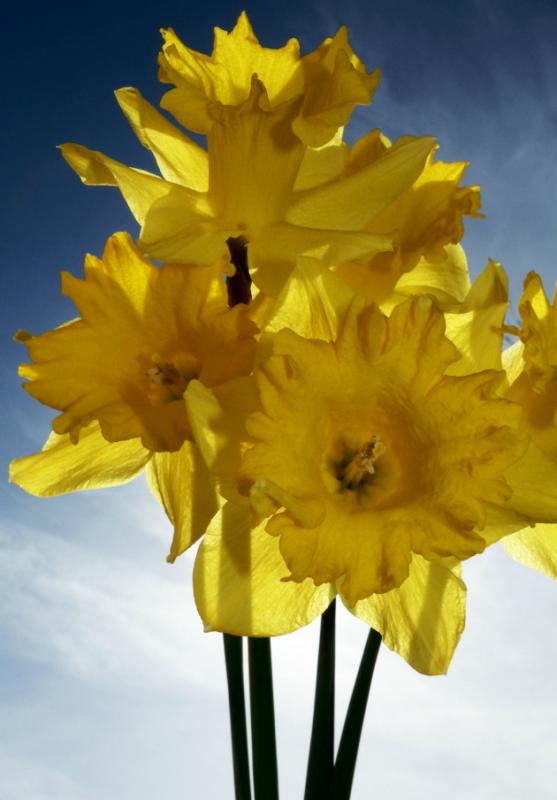 Backlit Daffodil