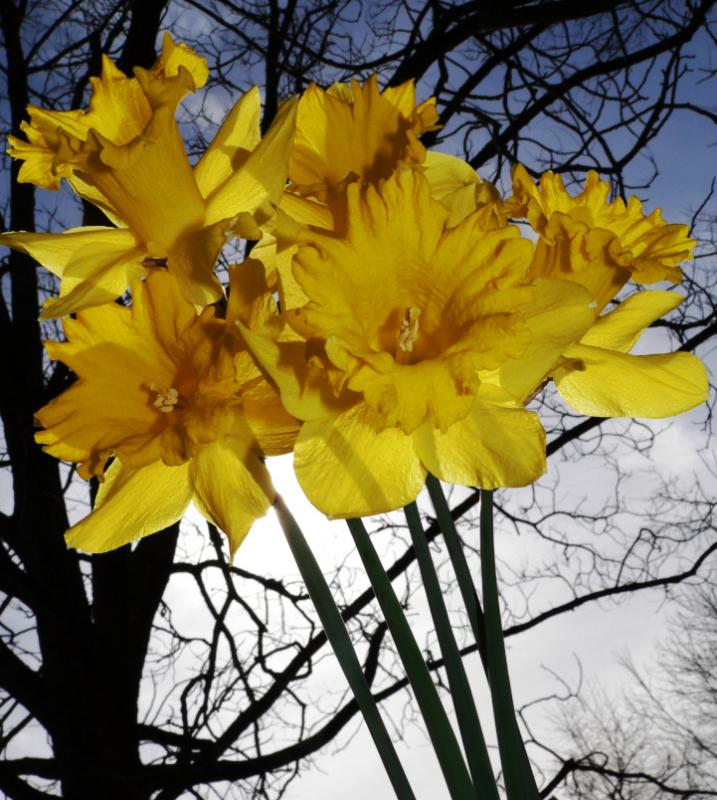 Backlit Daffodil
